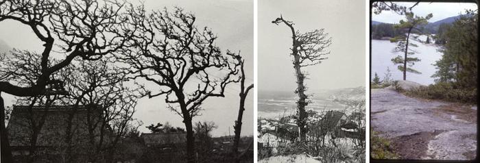 <p>From the left: Figure 28, 29: Photograph of trees bent by wind&nbsp;in Esashi&nbsp;(Photo: Takashi Matsumura). Figure 30: Photograph of a tree bent by wind on Bluff Island, one of the locations researched for&nbsp;<em>IEIE&nbsp;</em>in 1978&nbsp;&nbsp;(Photographer unknown) | Klüver/Martin Archive</p>