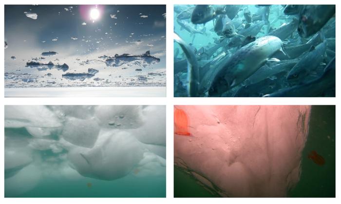 Figure 2: A tableau of four screenshots from Ursula Biemann’s film Subatlantic. Clockwise: The calm and reflective surface of the Arctic Ocean, shown upside down. A school of fish tightly swimming below the surface. Pieces of drift ice seen from below the ocean’s surface. A block of ice under water, surrounded by pink marine organisms.